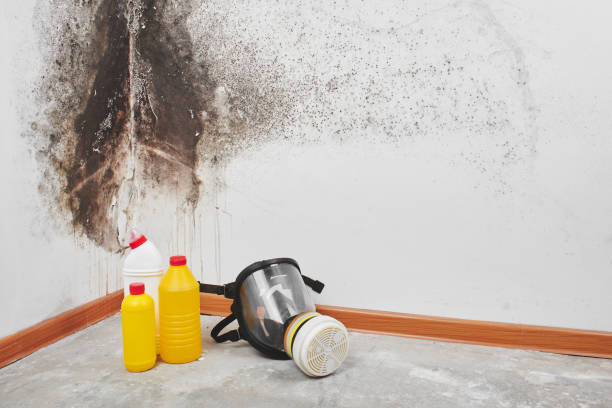 Best Residential Mold Removal  in Greenville, OH