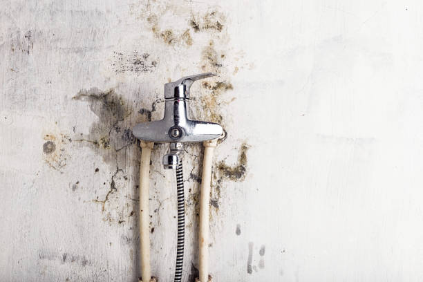 Best Mold Testing and Removal  in Greenville, OH