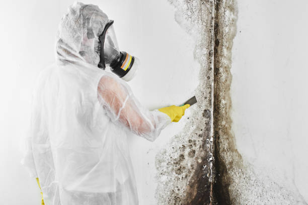 Mold Removal and Inspection in Greenville, OH