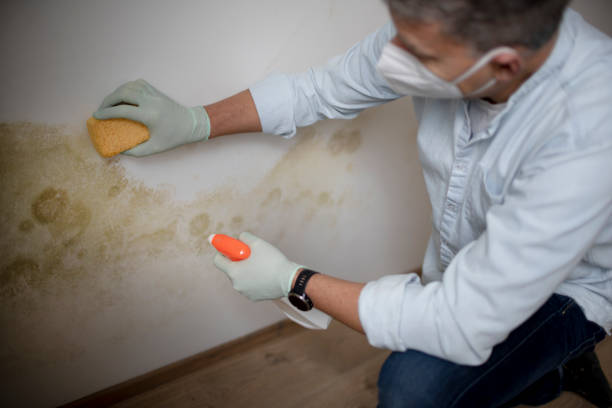 Best Affordable Mold Removal  in Greenville, OH