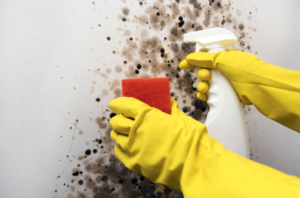 Best Fast Mold Removal  in Greenville, OH