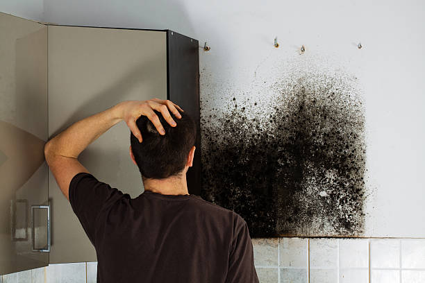 Best Residential Mold Removal  in Greenville, OH